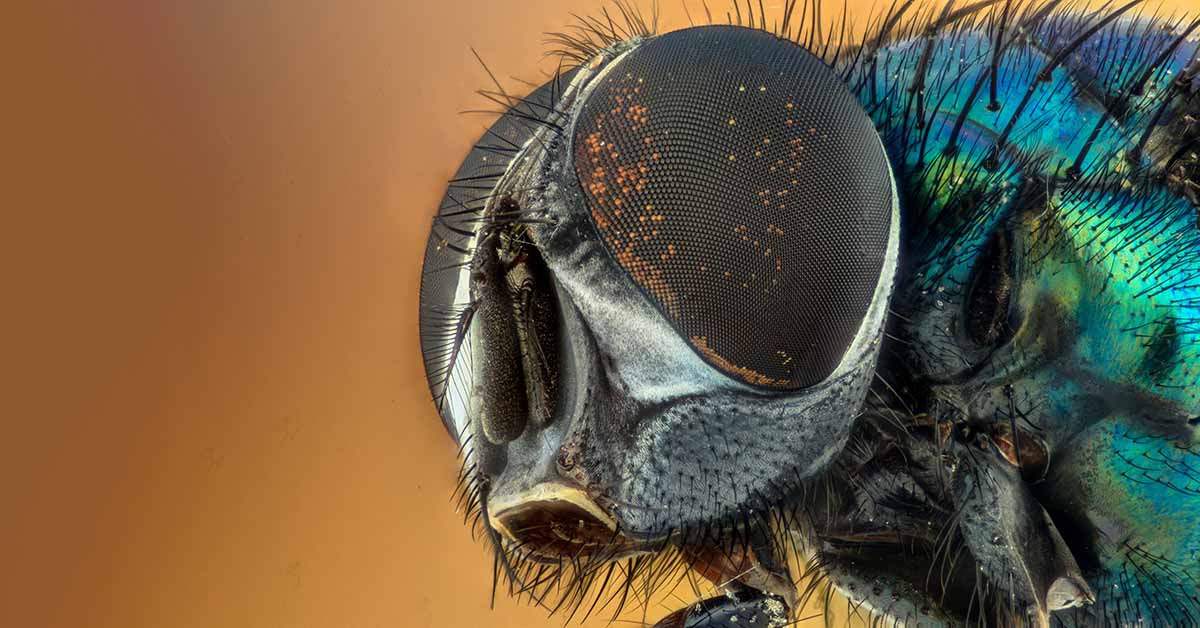 Extreme Close Up Photo of a Blow Fly