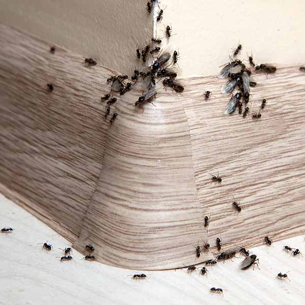Ants Close Up Photo of a Ants eating Bait