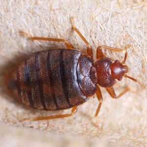 Photo of an Adult Bed Bug