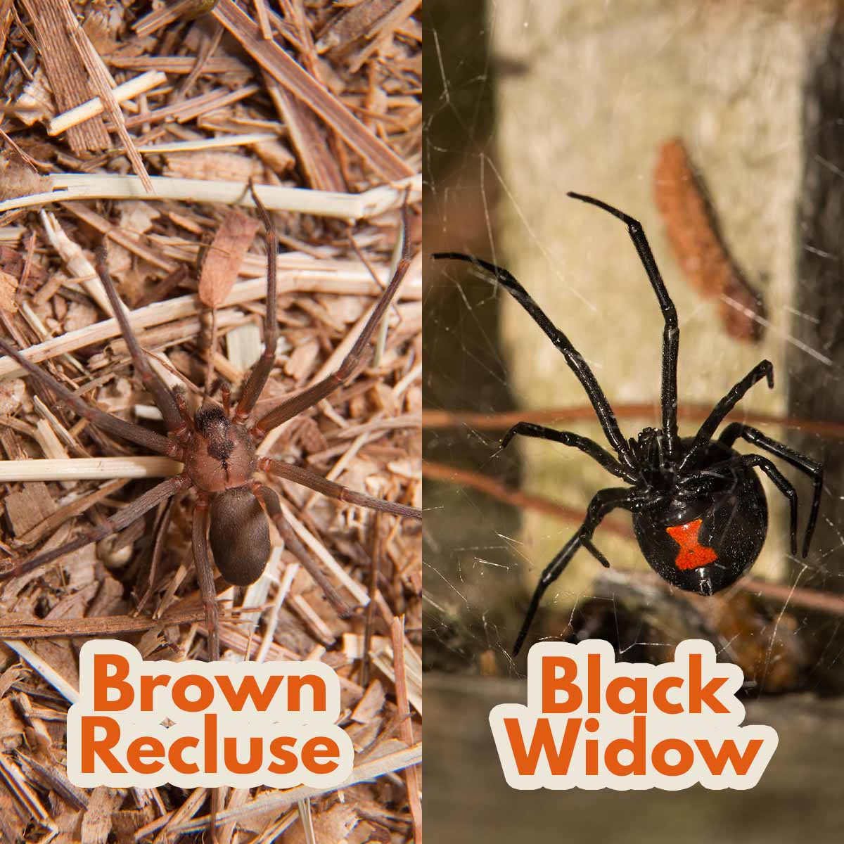Black Widow & Brown Recluse Spiders Photo comparing the appearance of a brown recluse and black widow spider