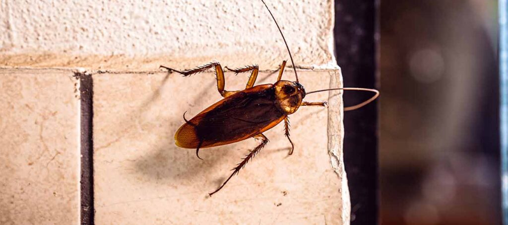 Cockroach On Wall-CTA Cockroach on a Wall