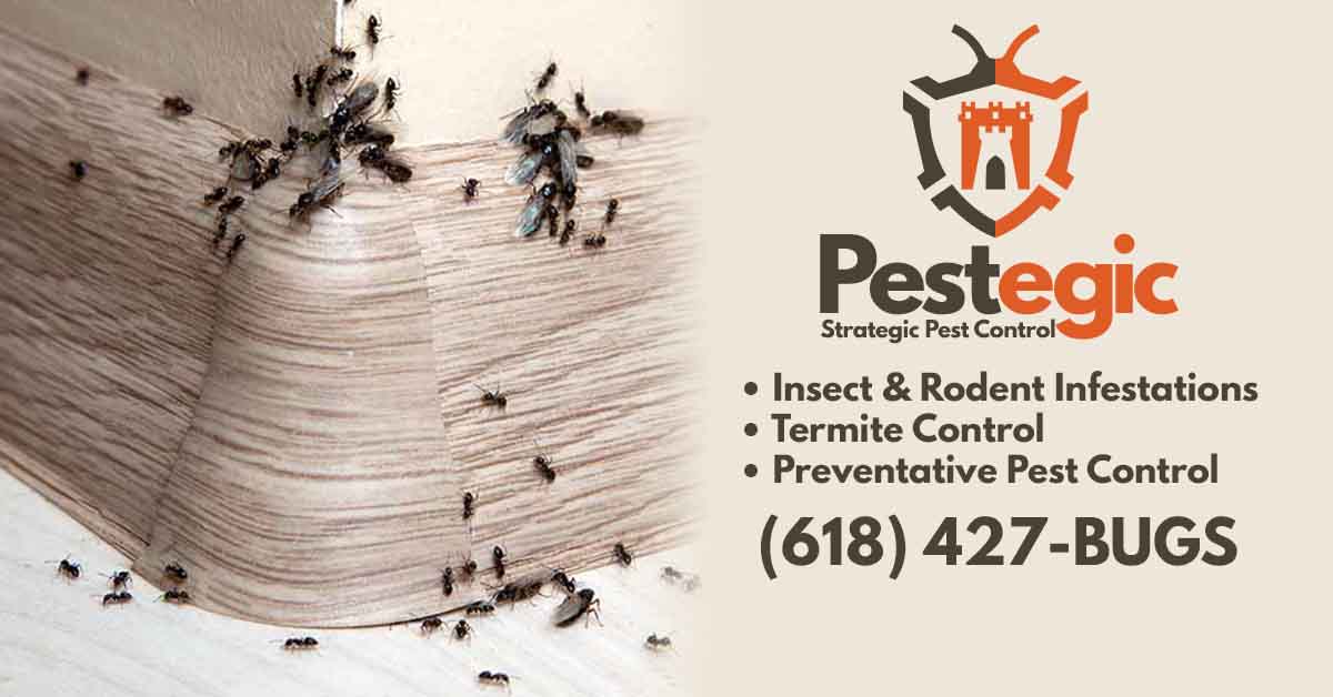 Close Up Photo of Ants eating Bait