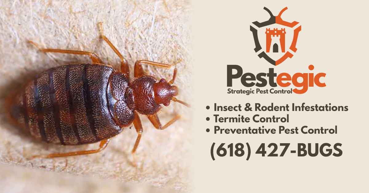 Bed Bug Everything You Need To Know Pestegic Strategic Pest Control