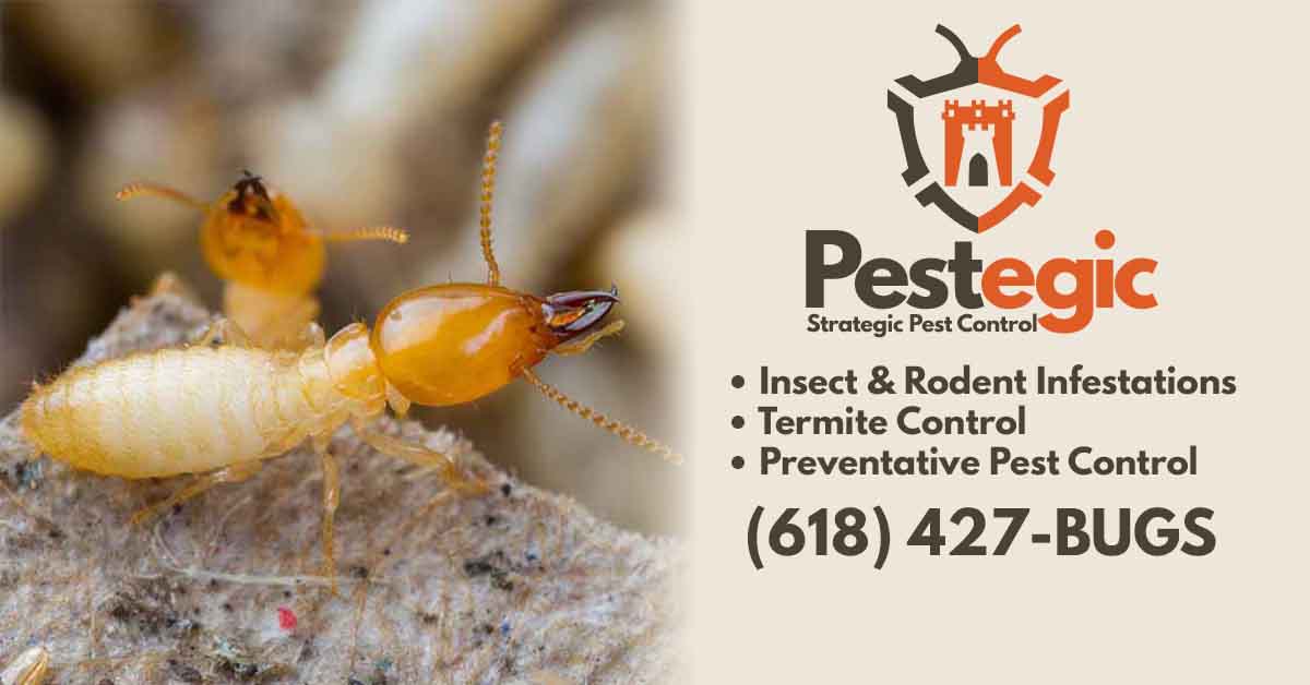Termite Control Everything You Need to Know Pestegic Strategic Pest