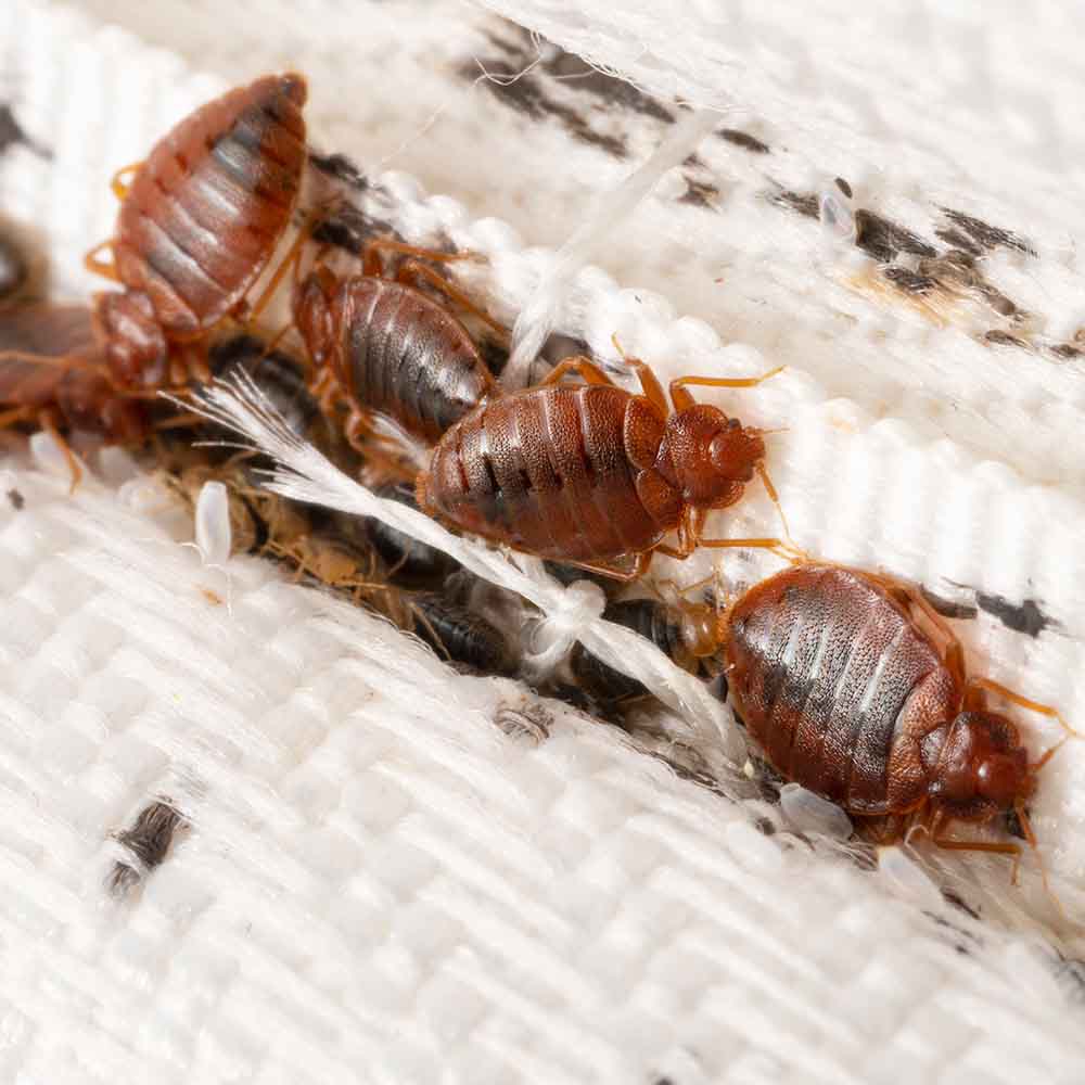 Adult Bed Bugs on Mattress Seams Adult Bed Bugs