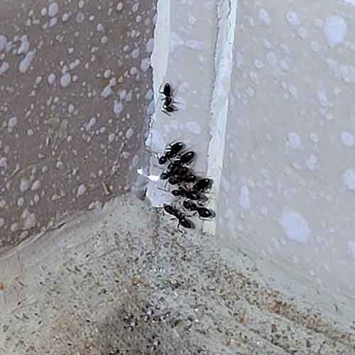 Ant-Control-Black-Ants-Eating-Bait Black Ants eating bait