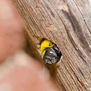 Carpenter-Bee-Removal-Metro-East Carpenter bee coming out of of a hole made in a fence