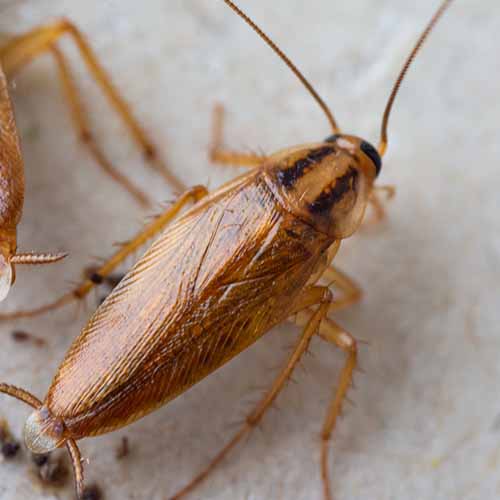 German Cockroach Photo