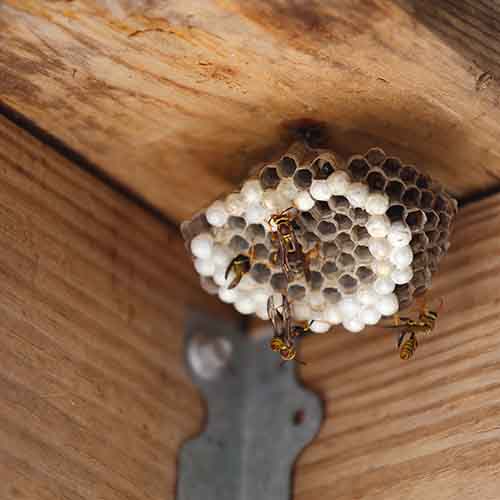 Paper Wasp Nest Under Deck Wasp Control Metro East Paper wasp nest under a deck