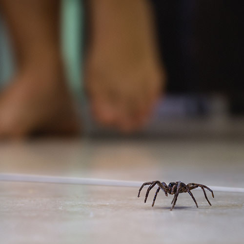 Spider-On-Floor-Spider-Control-Metro-East Wolf Spider walking on floor