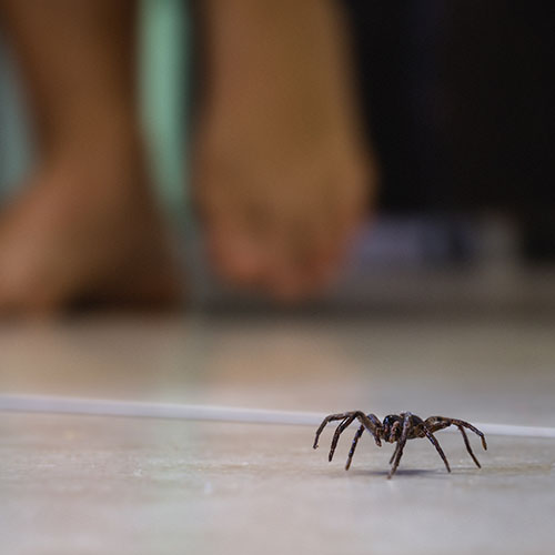 Wolf Spider walking on floor