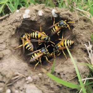 Yellow-Jacket-Nest-Pest-Control-Metro-East Yellow jacket ground nest
