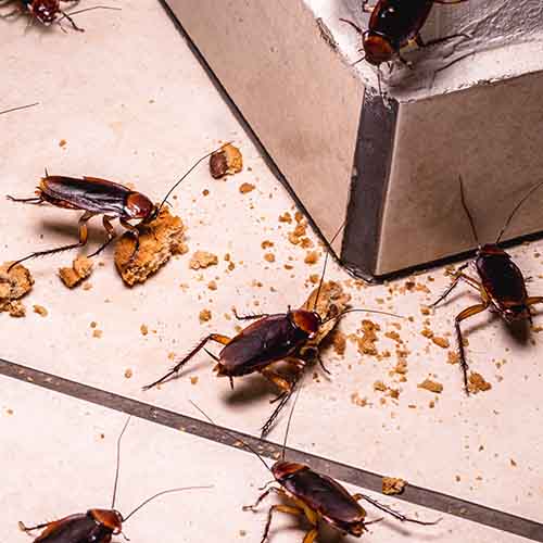 cockroaches on floor eating crumbs square Cockroaches on Floor Eating Crumbs